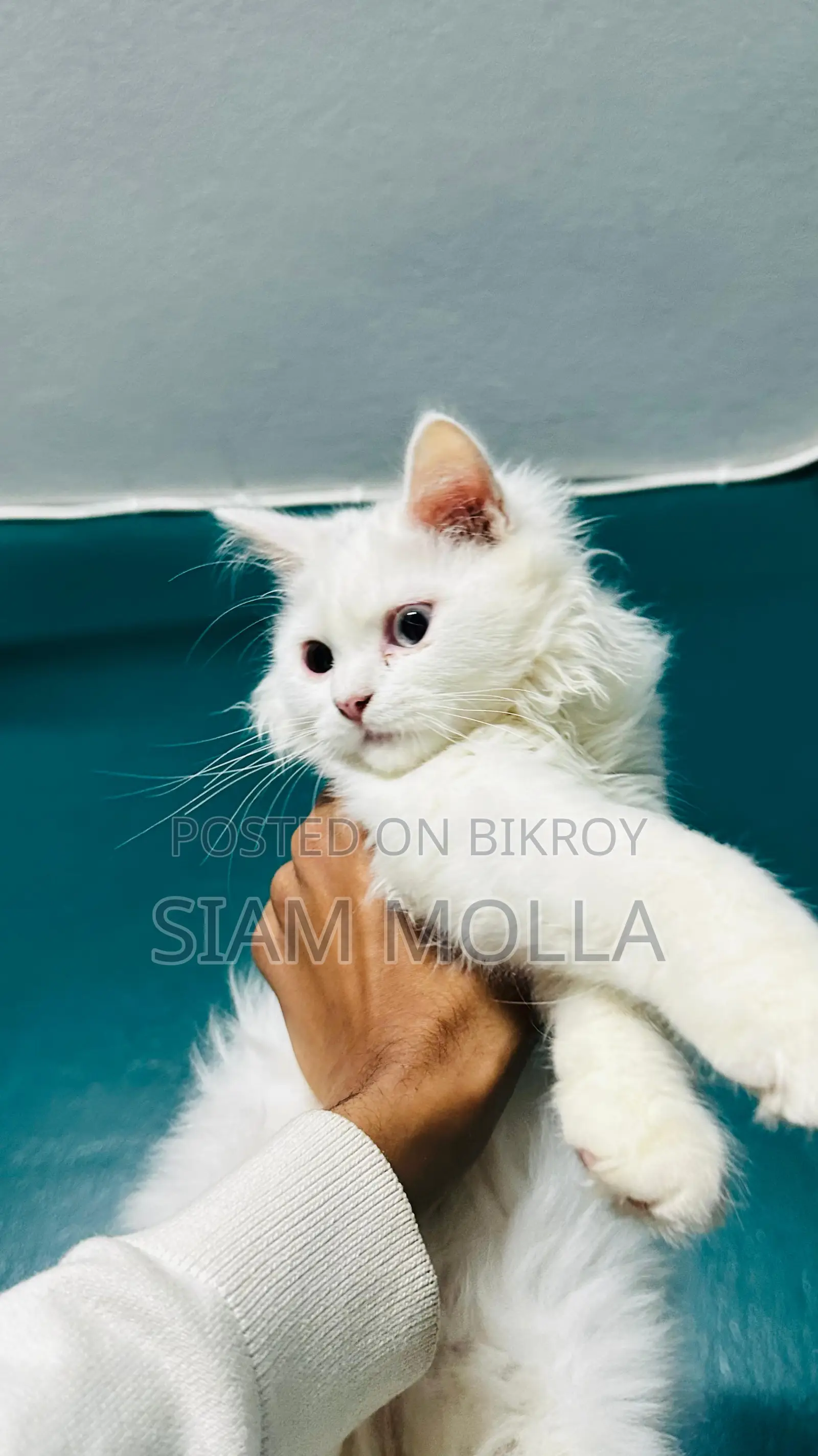 Pure Persian Male Cat For Sale in Faridpur
