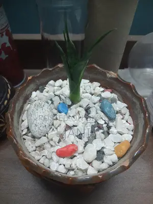 Snake Plant (small Size)