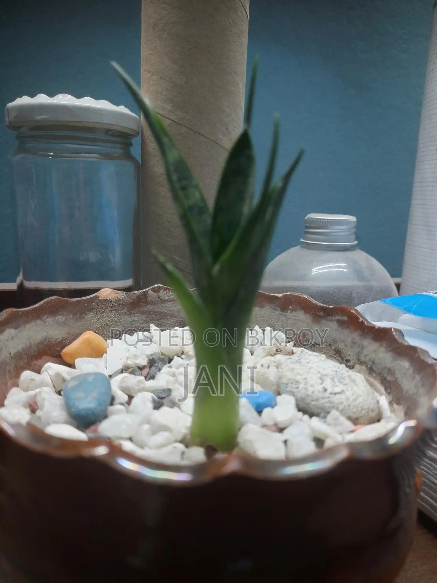 Snake Plant (small Size)