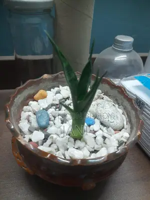 Snake Plant (small Size)
