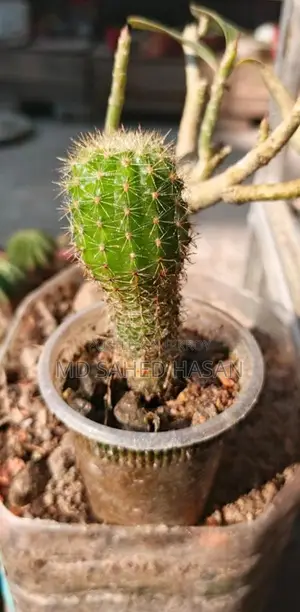 প্রতিটি মাত্র ১৫ টাকা, ক্যাশ অন ডেলিভারি সম্ভব