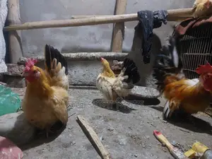 Japanis Murgi 4pcs 5k