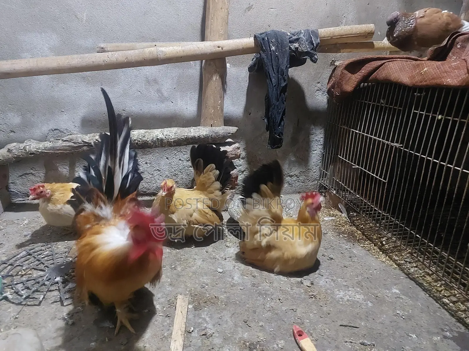 Japanis Murgi 4pcs 5k