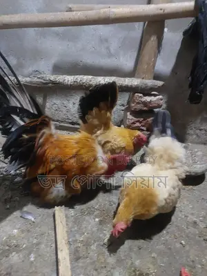 Japanis Murgi 4pcs 5k