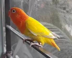 Love Bird