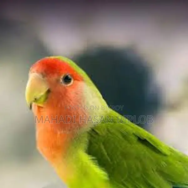 Love Bird