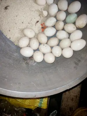 Fertile Muscovy Duck Eggs