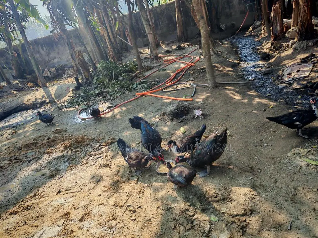 চিনা হাঁসের বীজ ডিম