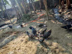 চিনা হাঁসের বীজ ডিম