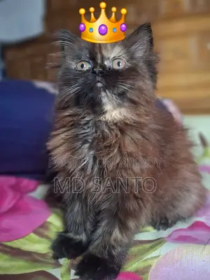Persian Cat Female