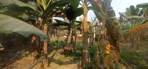 3 Decimal Land for Sale in Pabhahati Mouza, Jhenaidah