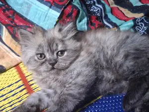 খুব অল্প দামে বিড়াল দিয়ে দিচ্ছি