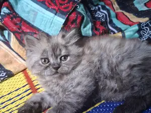 খুব অল্প দামে বিড়াল দিয়ে দিচ্ছি