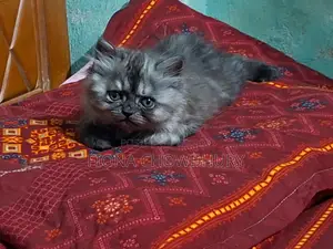 খুব অল্প দামে বিড়াল দিয়ে দিচ্ছি