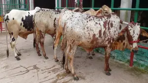 ১০২৮ নং উন্নত জাতের ৪টি এড়ে বাছুর এক লটে বিক্রয় হবে ।