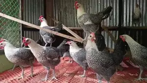 ফাওমি মুরগি রানিং ডিম পাড়ে।
