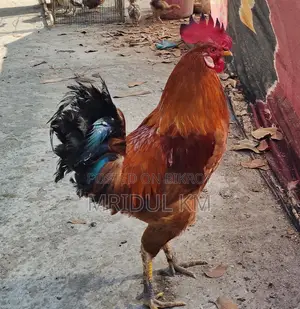 দেশি মোরগ