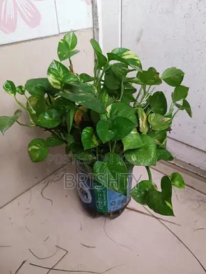 Indoor Plants