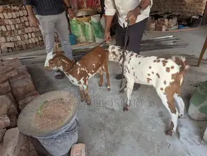 দুইটি অরজিনাল বারবারি ছাগল বিক্রি করা হবে
