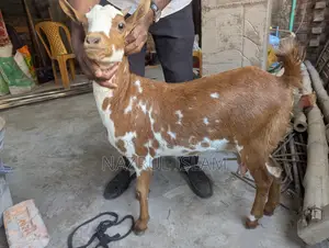 দুইটি অরজিনাল বারবারি ছাগল বিক্রি করা হবে