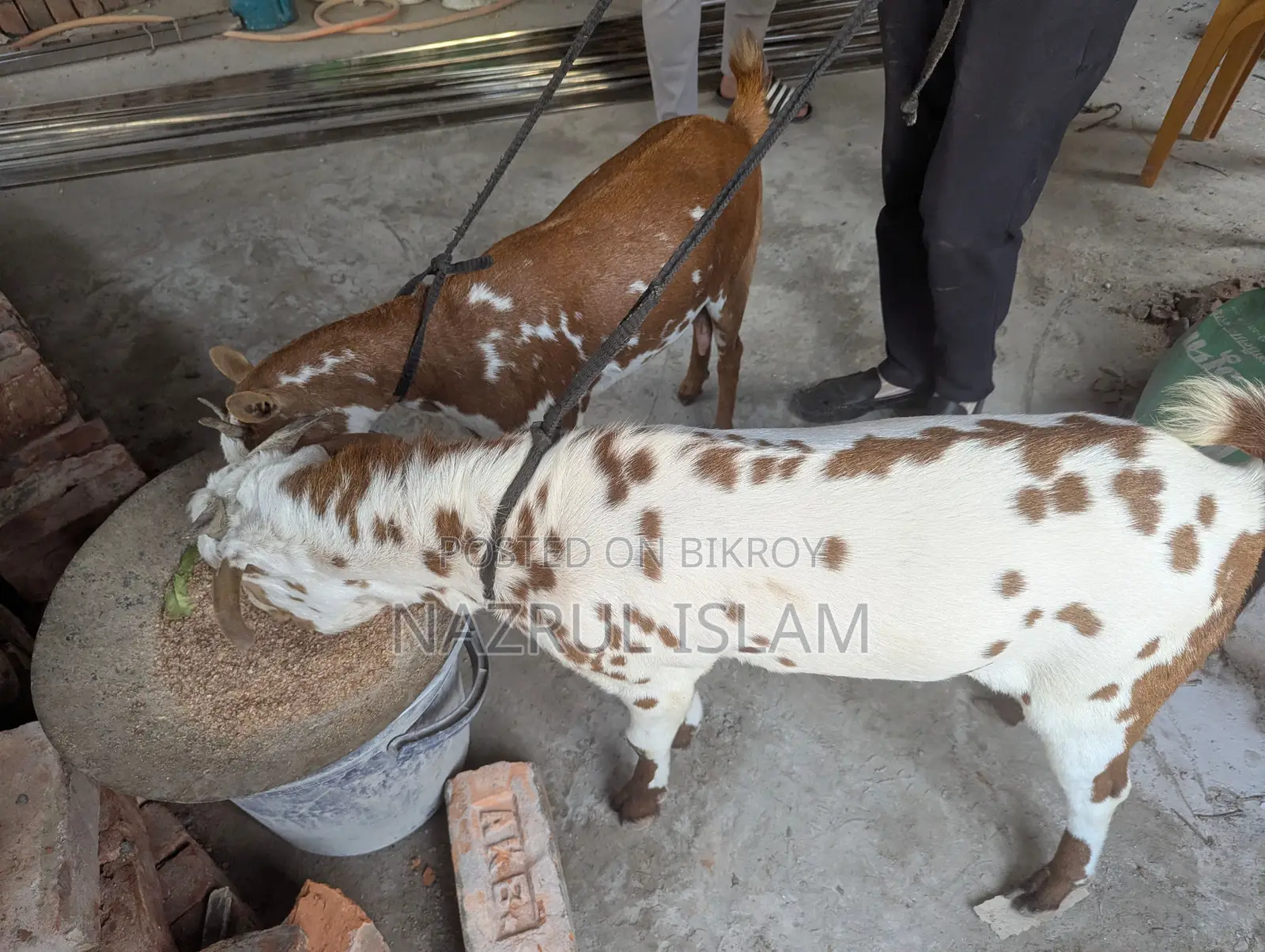 দুইটি অরজিনাল বারবারি ছাগল বিক্রি করা হবে