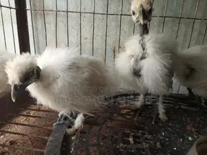 Turkey Bird