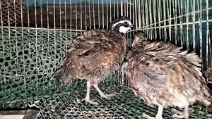 ডিম পাড়া রানিং নর্দান বব হোয়াইট কোয়েল,