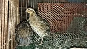 ডিম পাড়া রানিং নর্দান বব হোয়াইট কোয়েল,