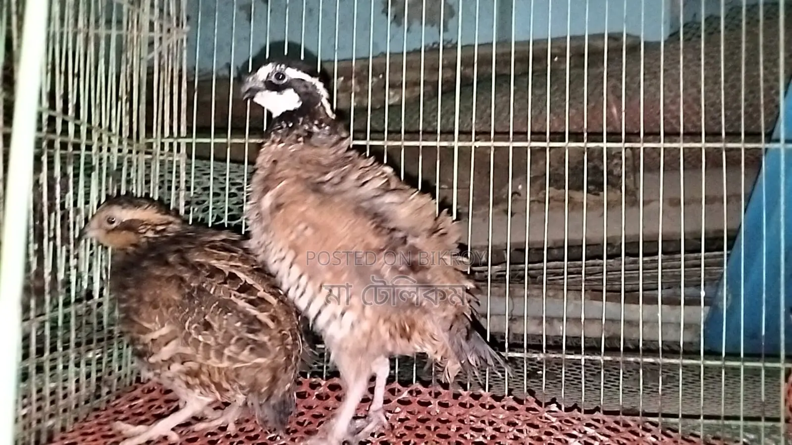 ডিম পাড়া রানিং নর্দান বব হোয়াইট কোয়েল,