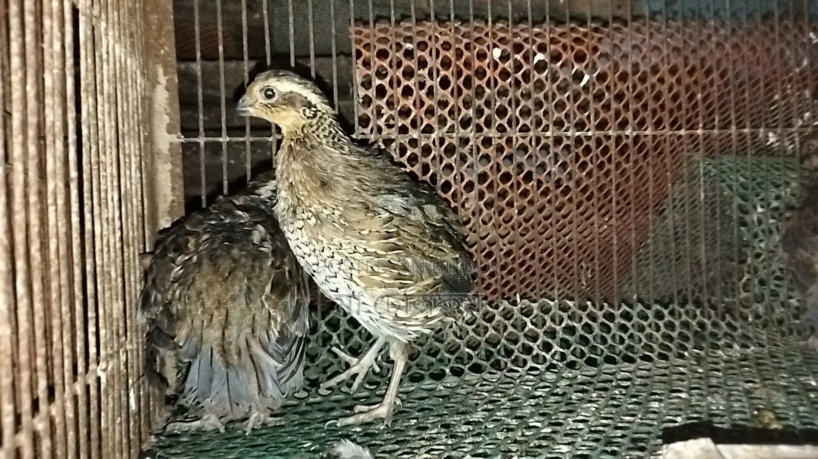 ডিম পাড়া রানিং নর্দান বব হোয়াইট কোয়েল,
