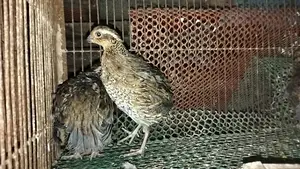 ডিম পাড়া রানিং নর্দান বব হোয়াইট কোয়েল,