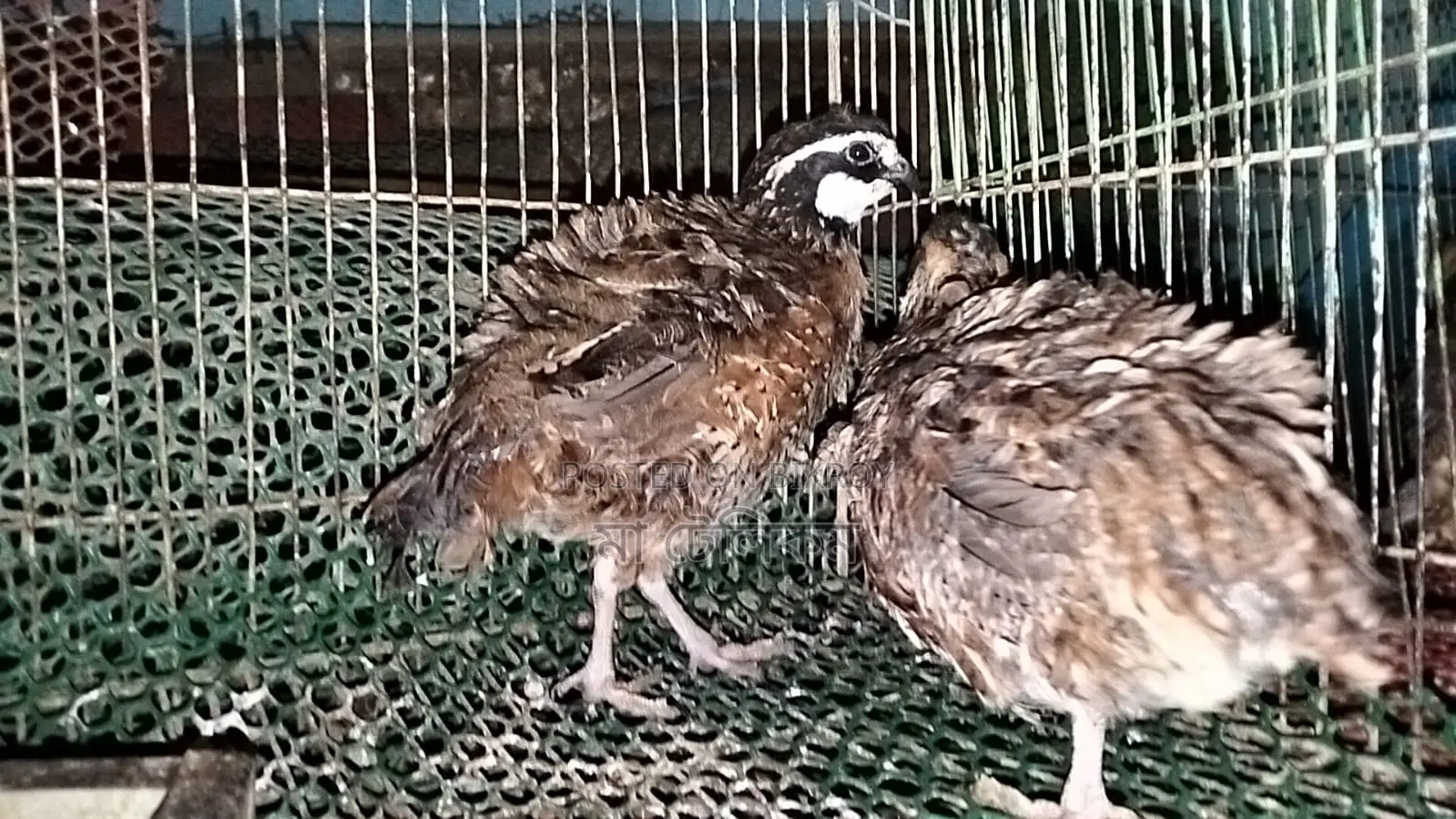 ডিম পাড়া রানিং নর্দান বব হোয়াইট কোয়েল,
