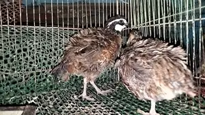 ডিম পাড়া রানিং নর্দান বব হোয়াইট কোয়েল,