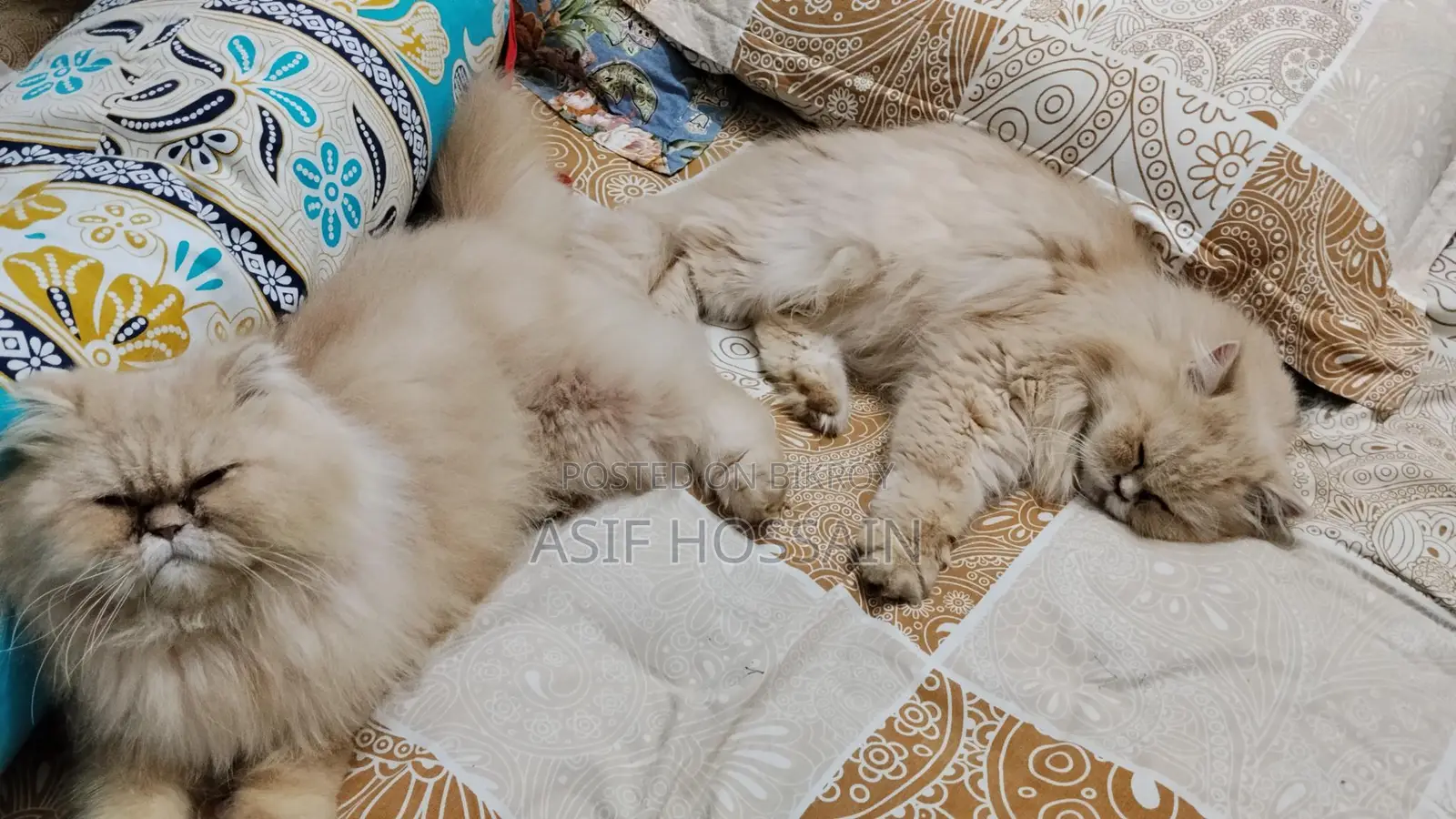 Traditional Persian Adult Male