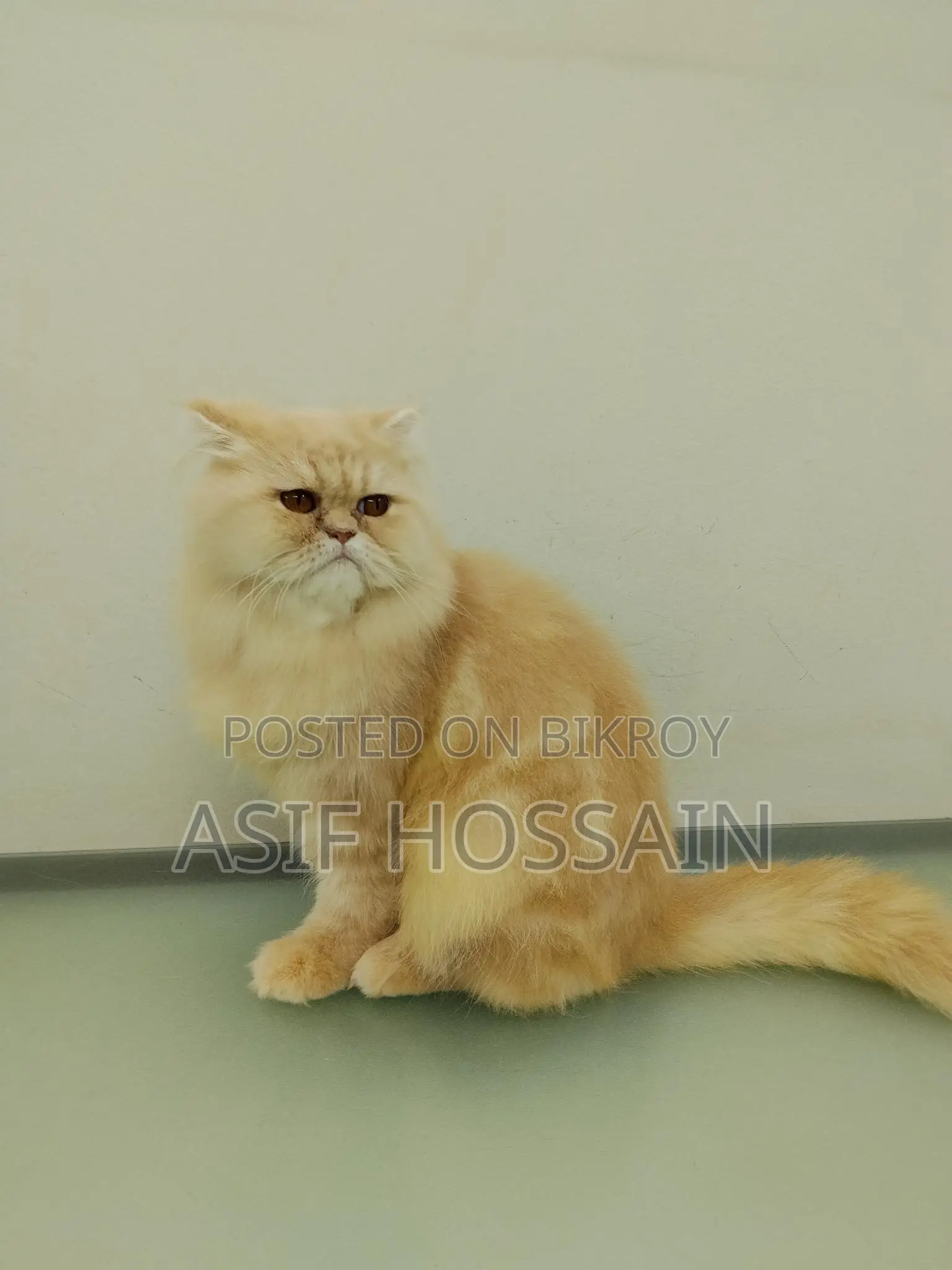 Traditional Persian Adult Male