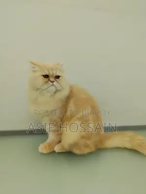 Traditional Persian Adult Male