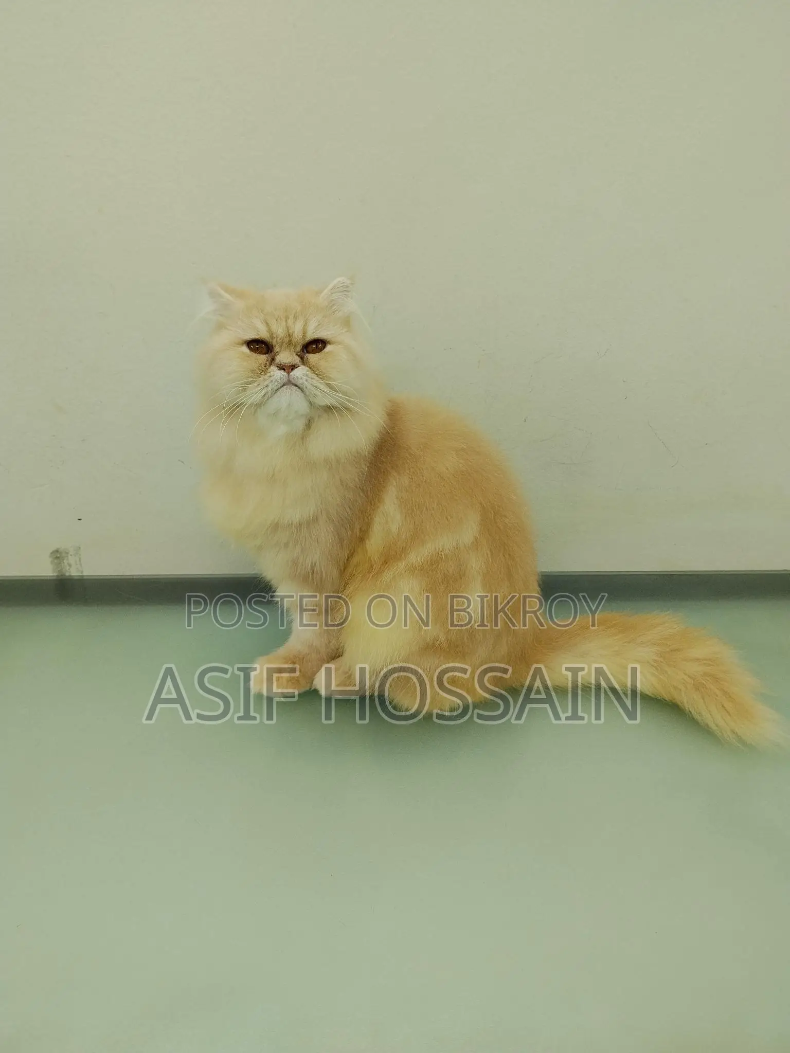 Traditional Persian Adult Male
