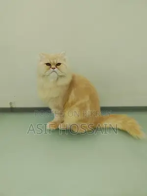 Traditional Persian Adult Male