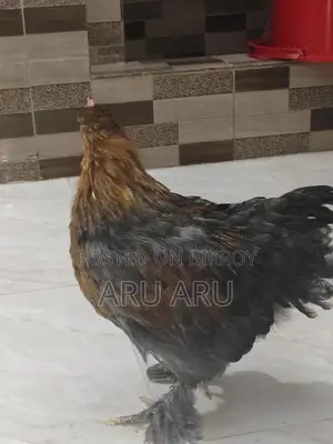 ব্রামা মুরগি বড়গুলা