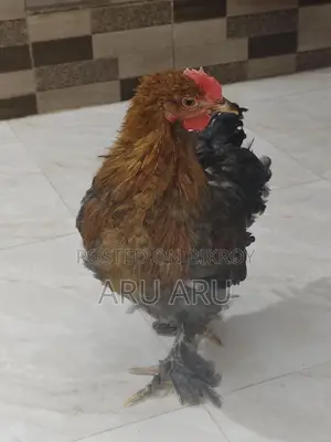 Large Brahma Chickens