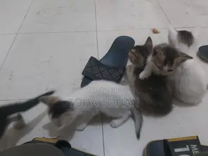 Adopt the cat baby please