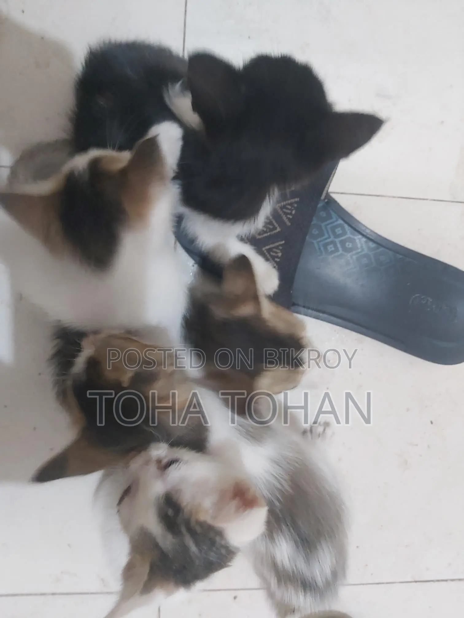 Adopt the cat baby please