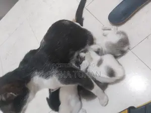 Adopt the cat baby please