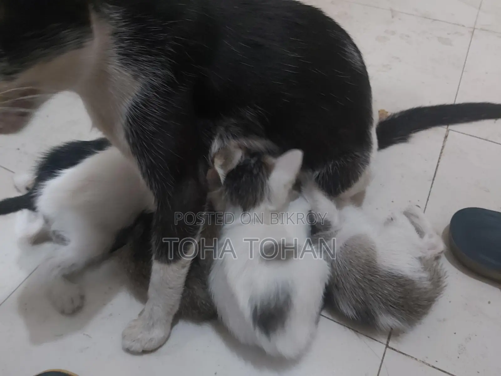 Adopt the cat baby please