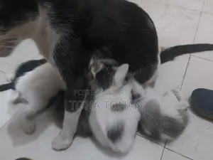 Adopt the cat baby please