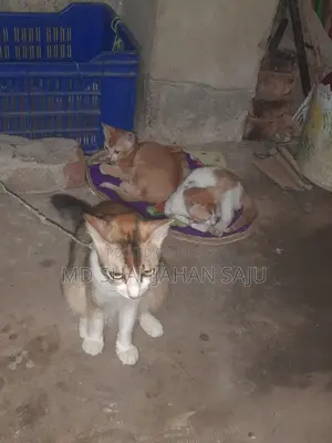 Three kittens with their mother