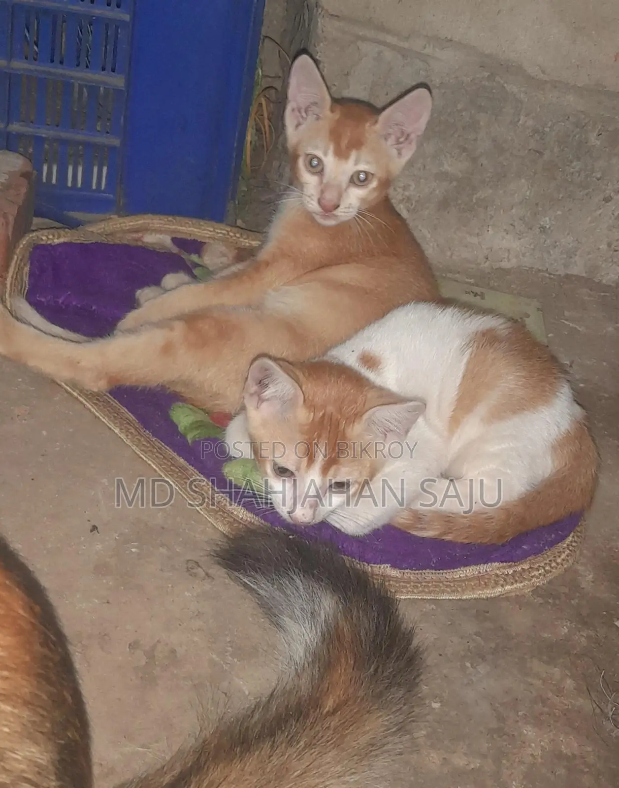 Three kittens with their mother