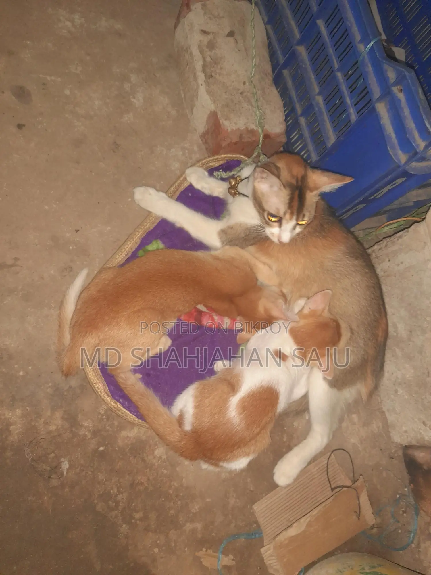 Three kittens with their mother