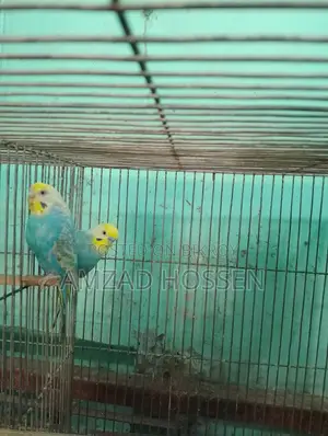 Pair of Rainbow Budgie Birds