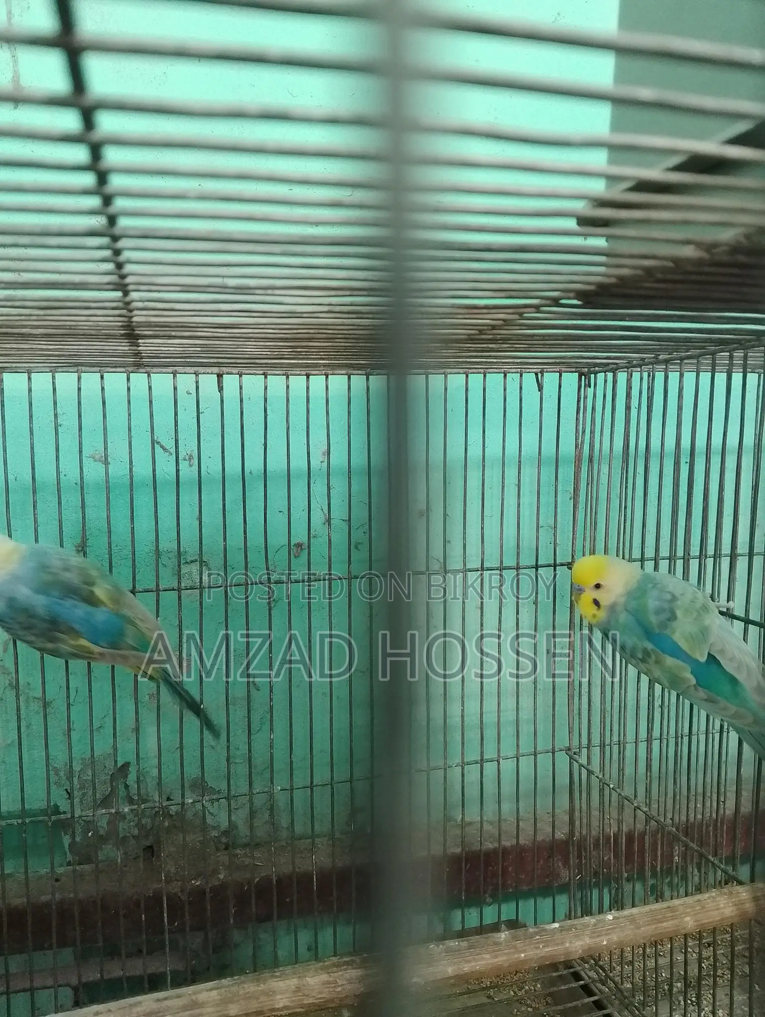 Pair of Rainbow Budgie Birds